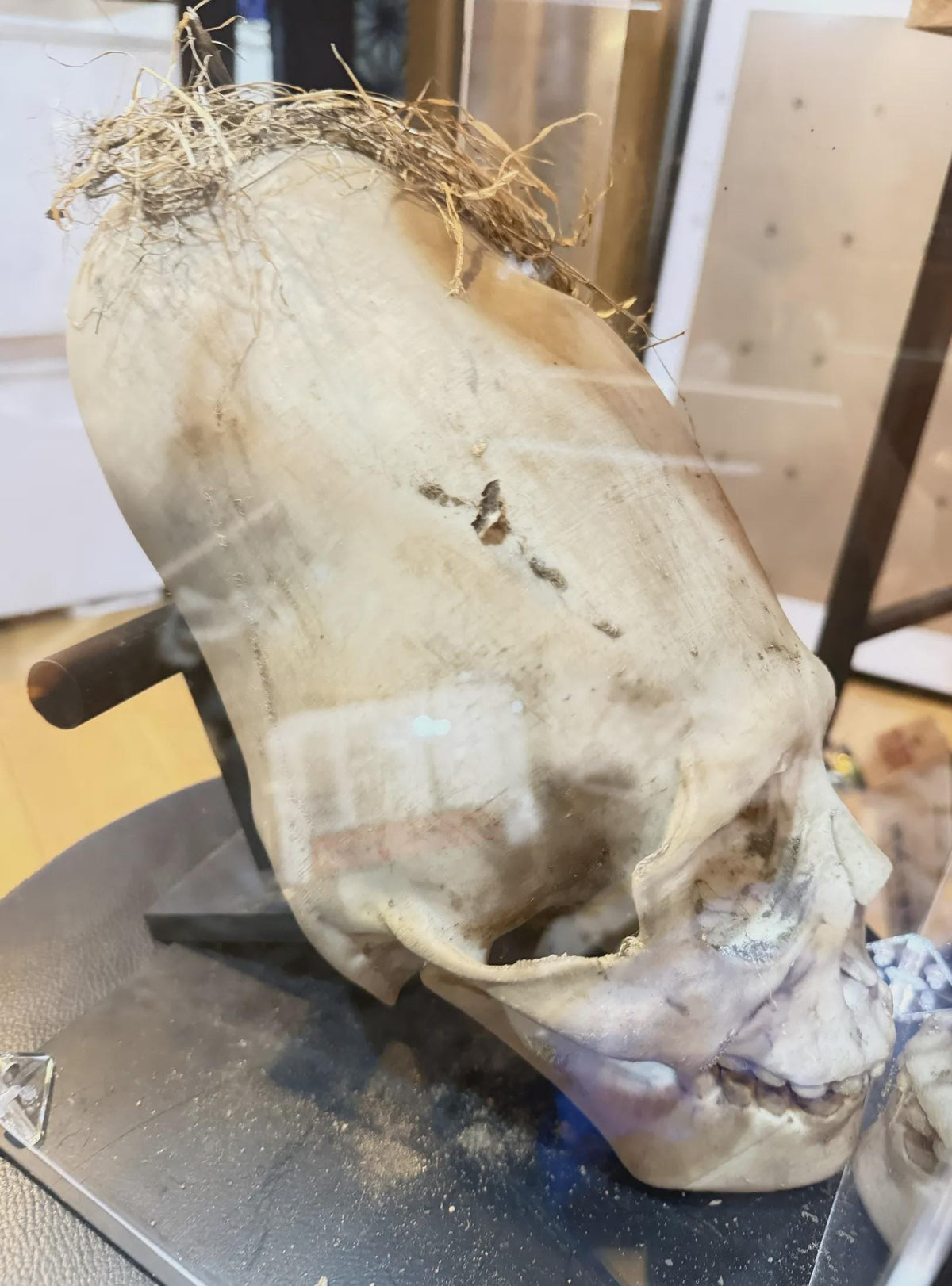 Paracas Skull Replica | Ancient Aliens Display Sculpture | 3D Printed Archaeology Curiosity