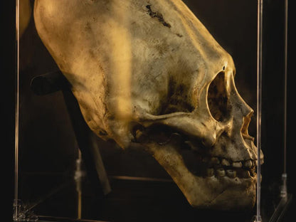 Paracas Skull Replica | Ancient Aliens Display Sculpture | 3D Printed Archaeology Curiosity