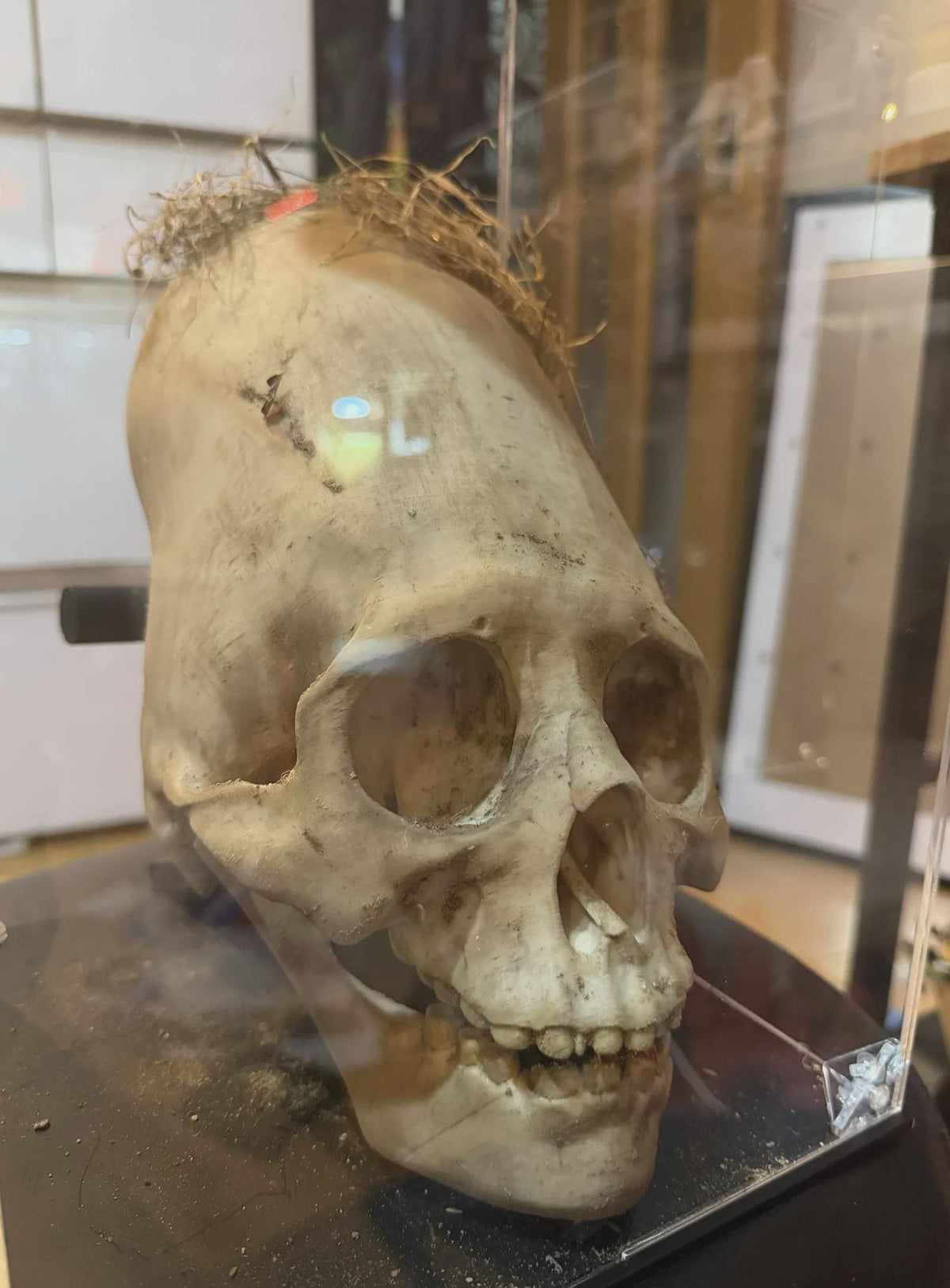 Paracas Skull Replica | Ancient Aliens Display Sculpture | 3D Printed Archaeology Curiosity