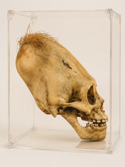Paracas Skull Replica | Ancient Aliens Display Sculpture | 3D Printed Archaeology Curiosity