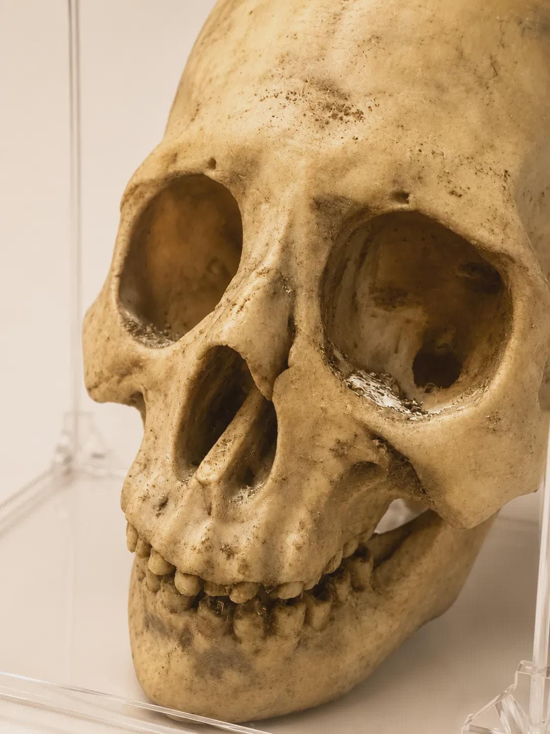 Paracas Skull Replica | Ancient Aliens Display Sculpture | 3D Printed Archaeology Curiosity