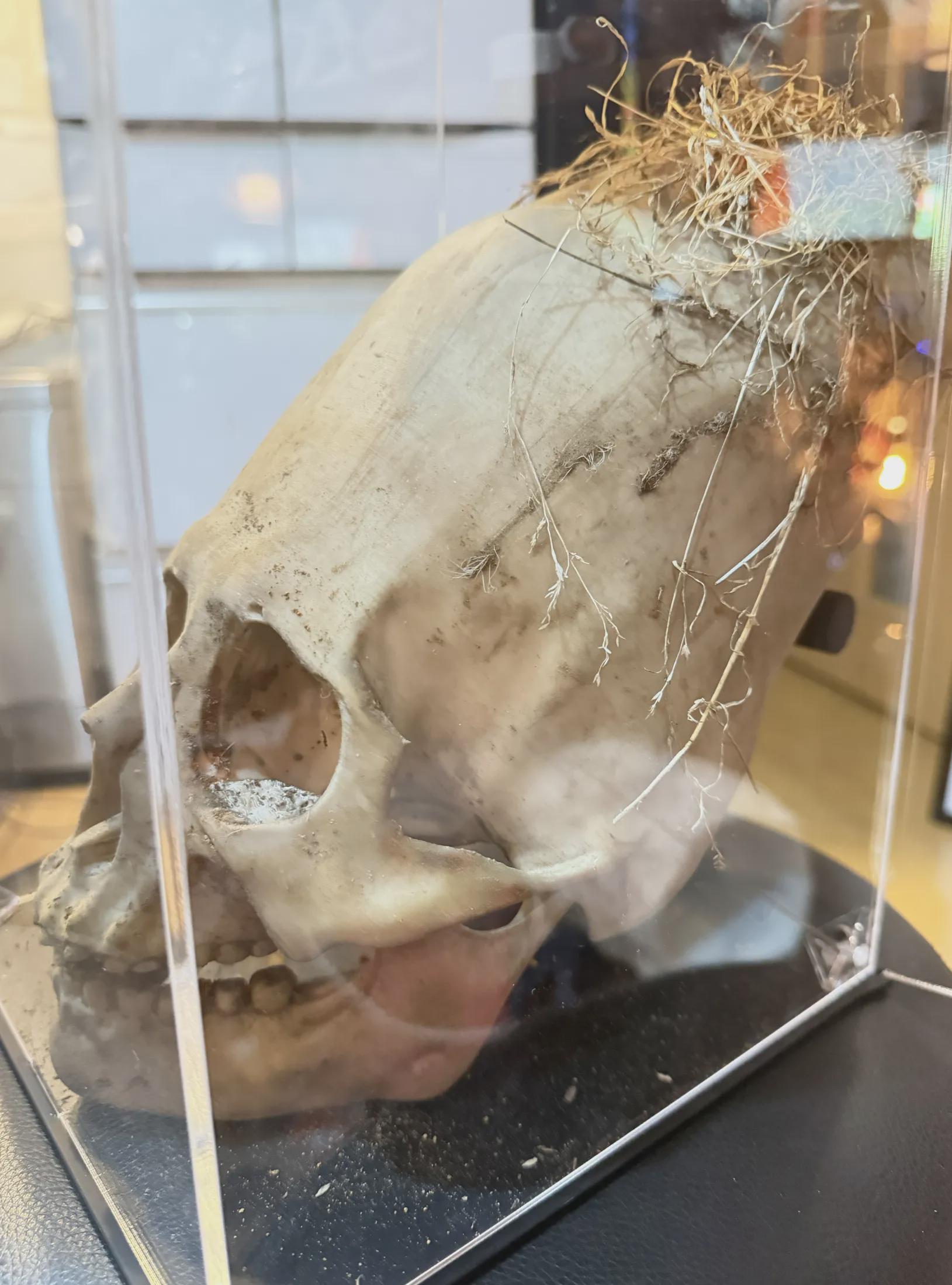 Paracas Skull Replica | Ancient Aliens Display Sculpture | 3D Printed Archaeology Curiosity