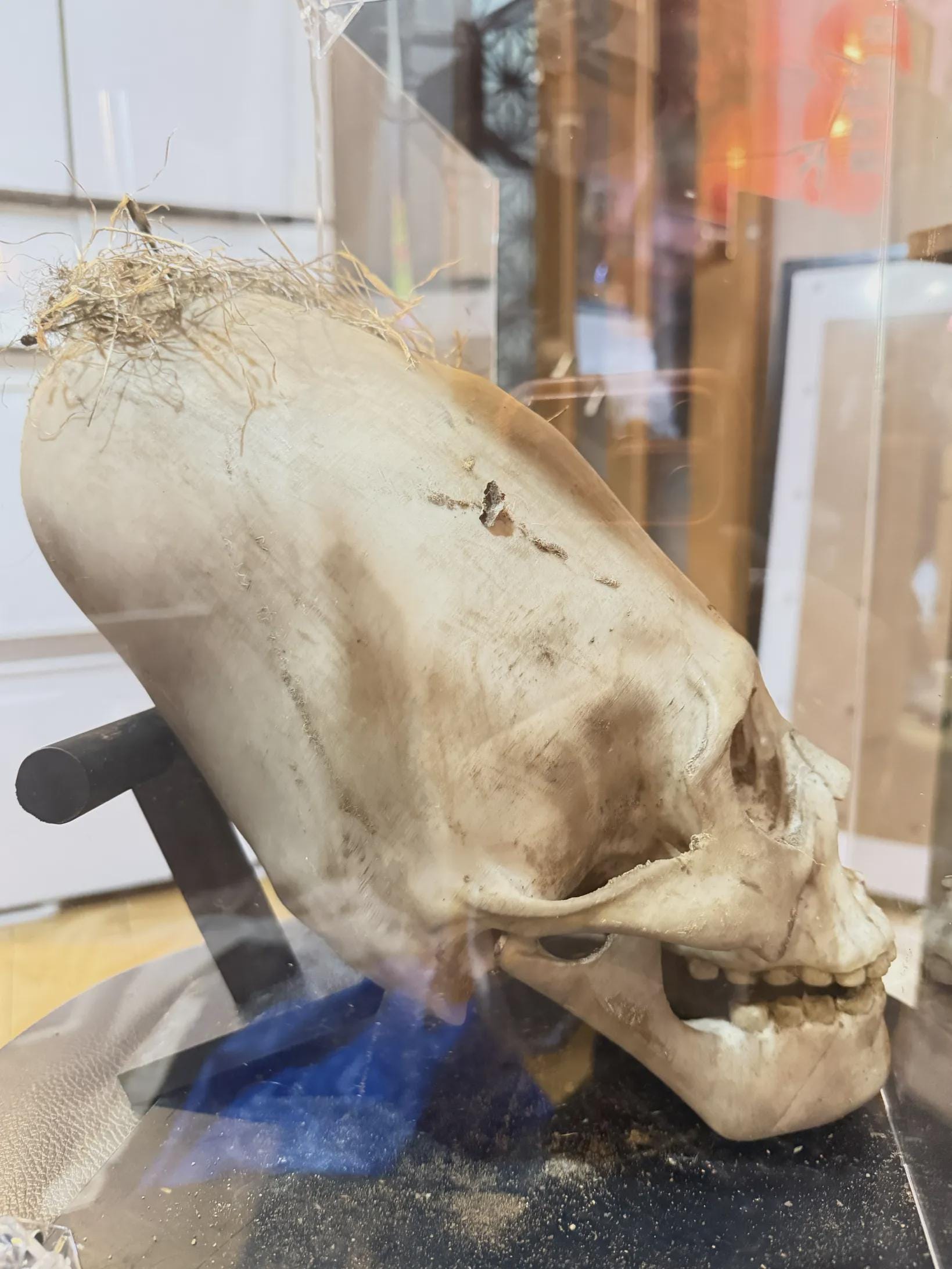 Paracas Skull Replica | Ancient Aliens Display Sculpture | 3D Printed Archaeology Curiosity